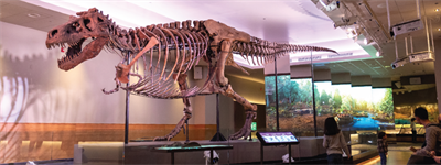 Blast from the Past: NEC Projectors Bring a Dinosaur’s World to Life in Chicago Natural History Museum